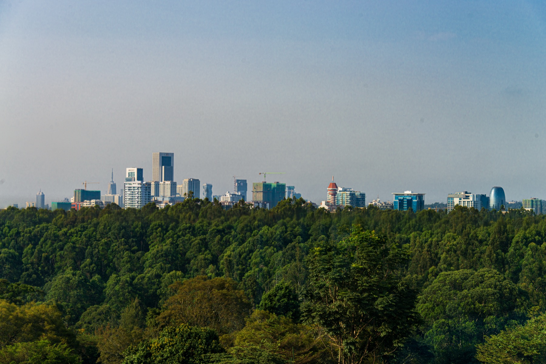 The Nairobi skyline rising above Karura forest